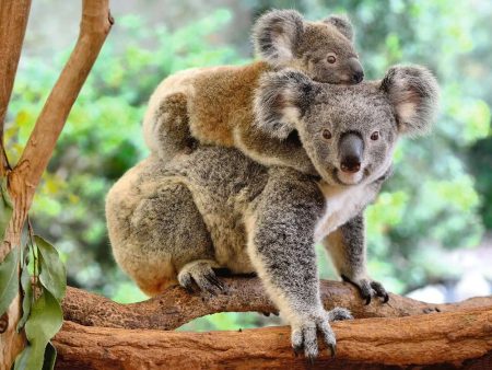 Ravensburger Rompecabezas: Koala Kids XXL 200 piezas Online