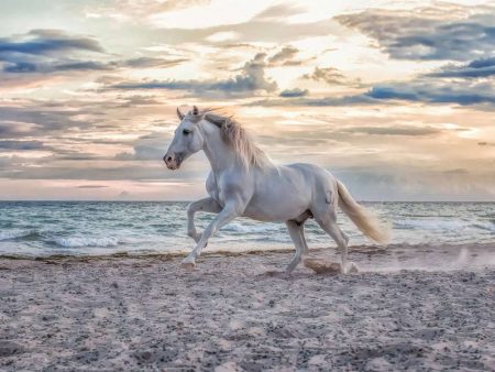 Ravensburger Rompecabezas Adultos: Caballo en la playa 500 piezas Supply